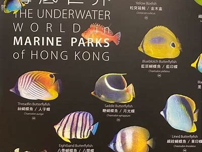 探索蓝色海角社区：海洋与生活的完美融合之地