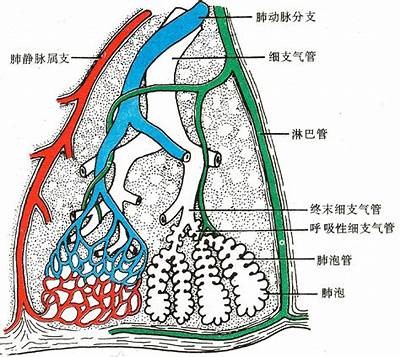 《过度呼吸》完整版在线观看，中文字幕高清播放，让你尽享精彩影片内容！